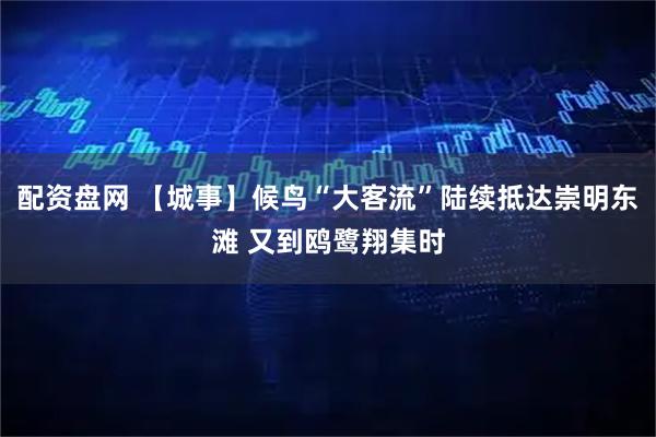 配资盘网 【城事】候鸟“大客流”陆续抵达崇明东滩 又到鸥鹭翔集时